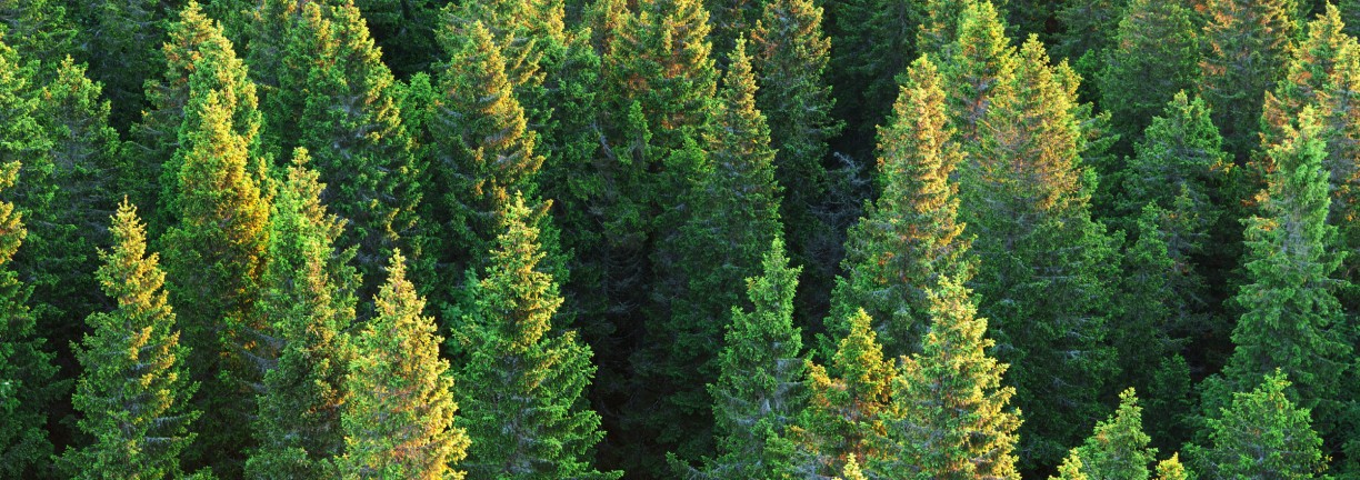 The Environment